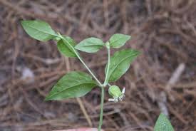 Attēlu rezultāti vaicājumam “Silene baccifera leaf”