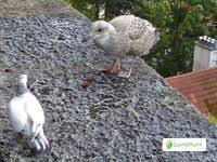 Attēlu rezultāti vaicājumam “Larus argentatus nest”