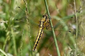 Attēlu rezultāti vaicājumam “Orthetrum cancellatum”