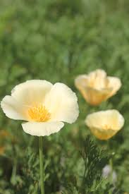 Attēlu rezultāti vaicājumam “Eschscholzia californica flower”
