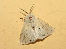 Attēlu rezultāti vaicājumam “Spilosoma lubricipeda”
