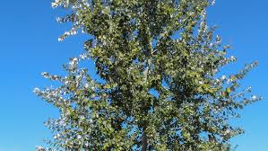 Attēlu rezultāti vaicājumam “Populus alba”