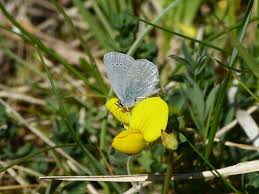 Attēlu rezultāti vaicājumam “Cupido minimus underside”