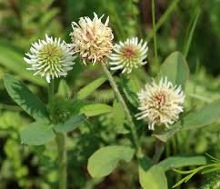 Attēlu rezultāti vaicājumam “Trifolium montanum fruit”