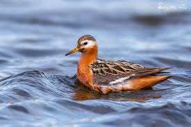 Attēlu rezultāti vaicājumam “Phalaropus fulicarius adult”