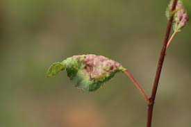 Attēlu rezultāti vaicājumam “Thecabius affinis”