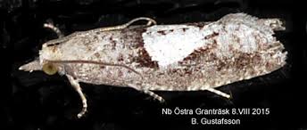 Attēlu rezultāti vaicājumam “Epinotia brunnichana”