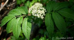 Attēlu rezultāti vaicājumam “Sambucus racemosa leaf”