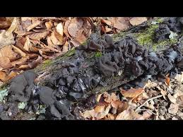 Attēlu rezultāti vaicājumam “Exidia truncata”