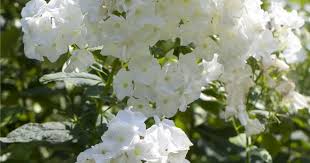 Image result for Phlox (großblumig)