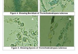 Attēlu rezultāti vaicājumam “Tremellodendropsis tuberosa”