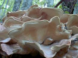 Attēlu rezultāti vaicājumam “Bondarzewia mesenterica”