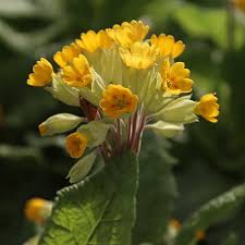 Image result for Primula veris
