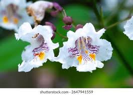 Attēlu rezultāti vaicājumam “Catalpa ovata flower”