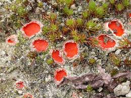 Attēlu rezultāti vaicājumam “Octospora humosa”