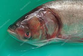 Image result for Hypophthalmichthys molitrix