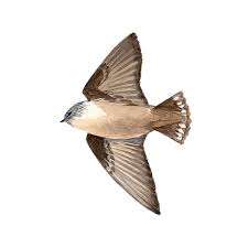 Image result for Ptyonoprogne rupestris