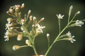 Attēlu rezultāti vaicājumam “Gymnocladus dioicus flower”
