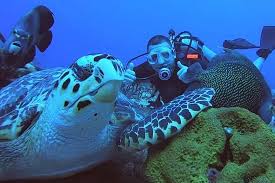 Resultado de imagen para cozumel dive