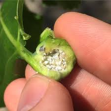 Attēlu rezultāti vaicājumam “Thecabius affinis”