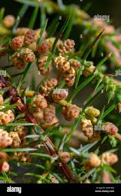 Attēlu rezultāti vaicājumam “Juniperus communis female flower”