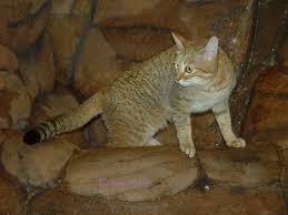 Attēlu rezultāti vaicājumam “Felis silvestris catus adult”