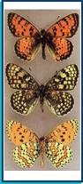 Attēlu rezultāti vaicājumam “Melitaea didyma”