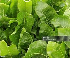 Attēlu rezultāti vaicājumam “Armoracia rusticana leaf”