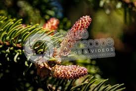 Attēlu rezultāti vaicājumam “Picea abies male flower”