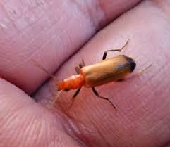 Attēlu rezultāti vaicājumam “Rhagonycha fulva”