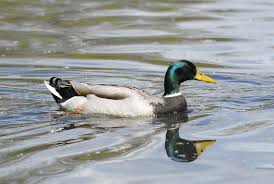 Attēlu rezultāti vaicājumam “Anas platyrhynchos”