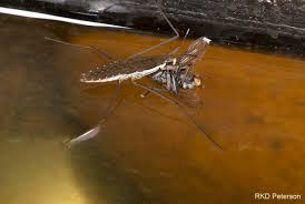 Attēlu rezultāti vaicājumam “Gerridae”