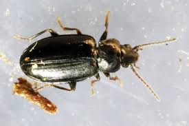 Attēlu rezultāti vaicājumam “Tachyta nana”