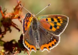Attēlu rezultāti vaicājumam “Lycaena phlaeas underside”