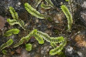 Attēlu rezultāti vaicājumam “Cladopodiella fluitans”