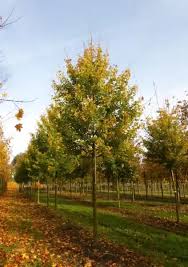 Attēlu rezultāti vaicājumam “Acer campestre”