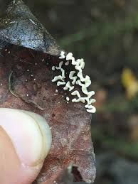 Attēlu rezultāti vaicājumam “Physarum bivalve”