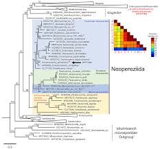 Attēlu rezultāti vaicājumam “Diderma subviridifuscum var. macrospora* sessile”