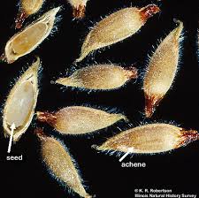 Attēlu rezultāti vaicājumam “Hepatica nobilis fruit”