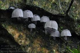 Attēlu rezultāti vaicājumam “Mycena pseudocorticola”