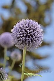 Attēlu rezultāti vaicājumam “Echinops sphaerocephalus”
