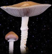 Attēlu rezultāti vaicājumam “Stropharia hornemannii”