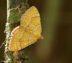 Attēlu rezultāti vaicājumam “Camptogramma bilineata”