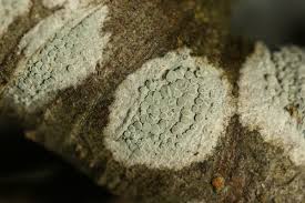 Attēlu rezultāti vaicājumam “Lecanora carpinea”