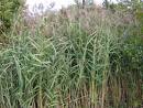 Permaculture Plants: Common Reed | Temperate Climate Permaculture