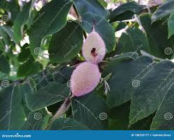 Attēlu rezultāti vaicājumam “Malus mandshurica fruit”