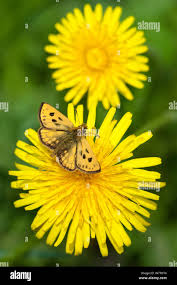 Attēlu rezultāti vaicājumam “Carterocephalus silvicolus”