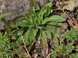 Attēlu rezultāti vaicājumam “Rudbeckia hirta var. hirta leaf”