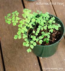 Image result for Adlumia cirrhosa