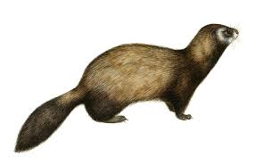 Attēlu rezultāti vaicājumam “Mustela putorius”